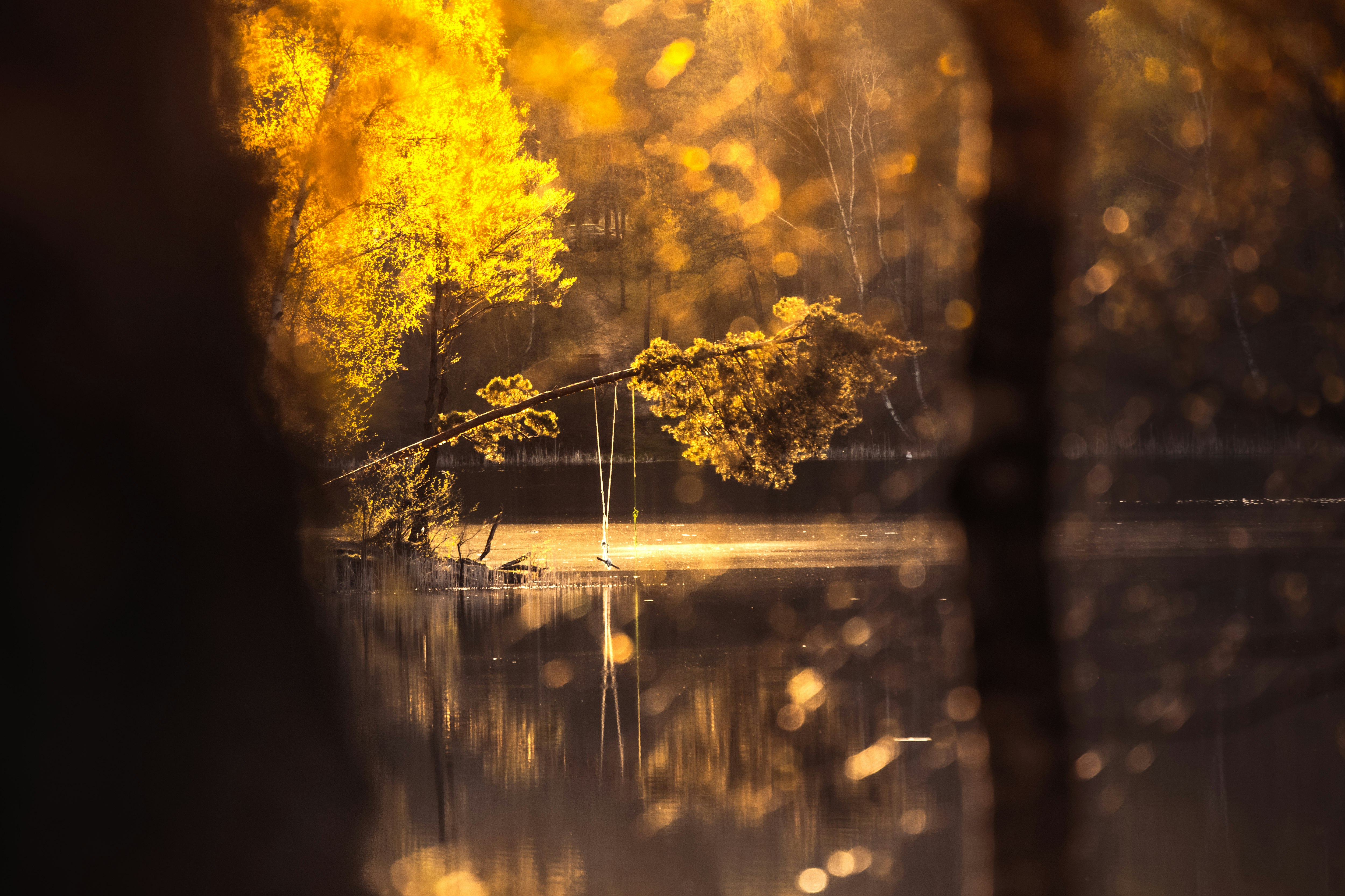 yellow leaf tree on water